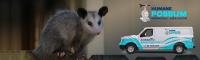 Humane Possum Removal Adelaide image 2